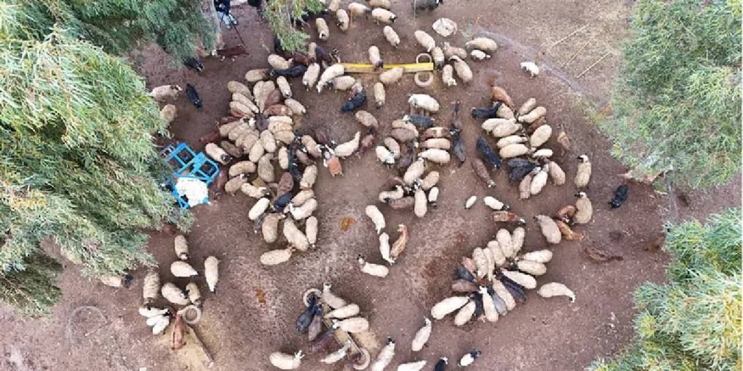 Hayvanları depremde öldü, devlet destek verdi: Sayılarını 3 yılda 2 kat artırdı 3